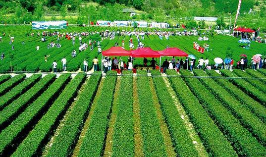肇庆富硒有机茶（富硒茶之乡）-硒宝网