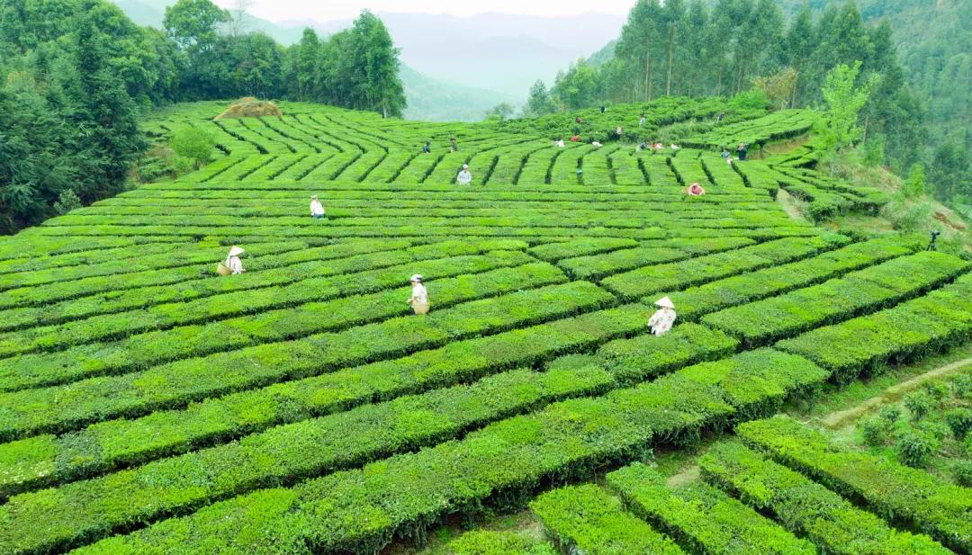 肇庆富硒有机茶（富硒茶之乡）-硒宝网