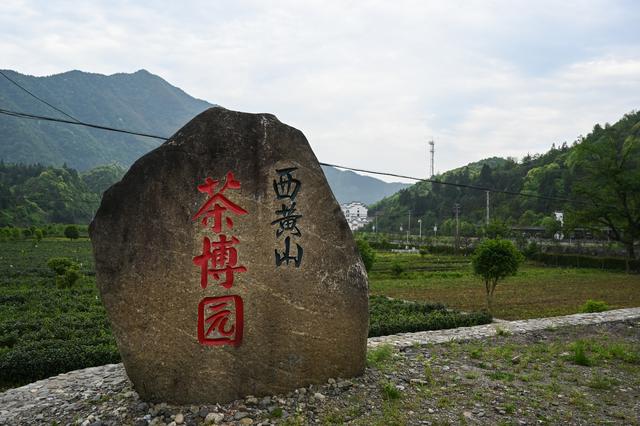 采摘恩施富硒茶（湖北恩施富硒茶多少钱一斤）-硒宝网