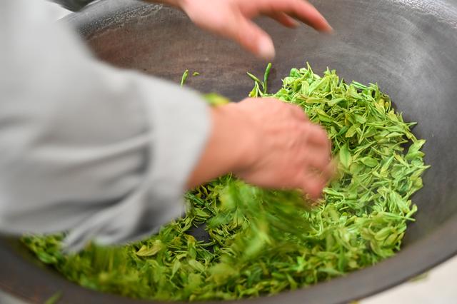 采摘恩施富硒茶（湖北恩施富硒茶多少钱一斤）-硒宝网