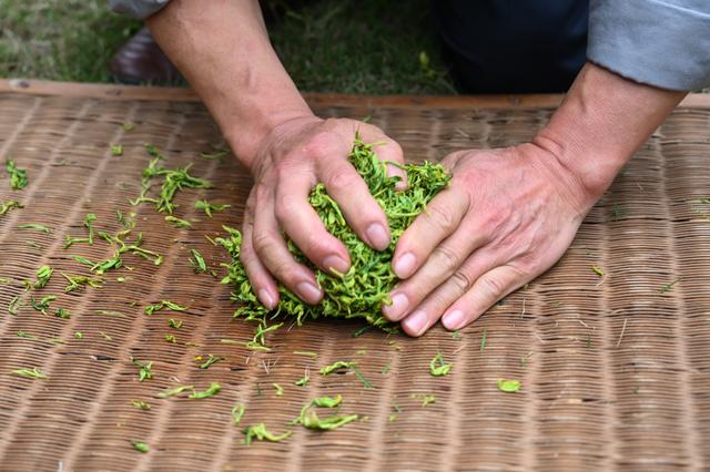采摘恩施富硒茶（湖北恩施富硒茶多少钱一斤）-硒宝网