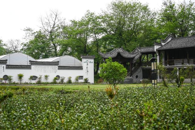 采摘恩施富硒茶（湖北恩施富硒茶多少钱一斤）-硒宝网