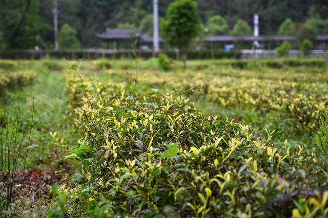 采摘恩施富硒茶（湖北恩施富硒茶多少钱一斤）-硒宝网