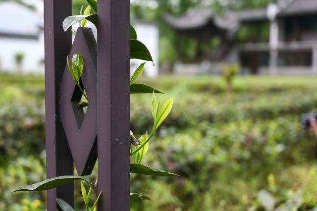 采摘恩施富硒茶（湖北恩施富硒茶多少钱一斤）-硒宝网