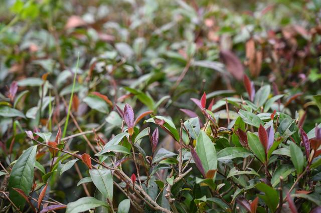 采摘恩施富硒茶（湖北恩施富硒茶多少钱一斤）-硒宝网