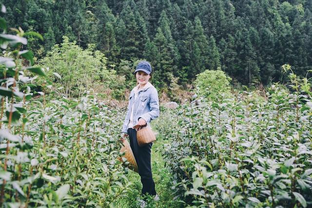 采摘恩施富硒茶（湖北恩施富硒茶多少钱一斤）-硒宝网