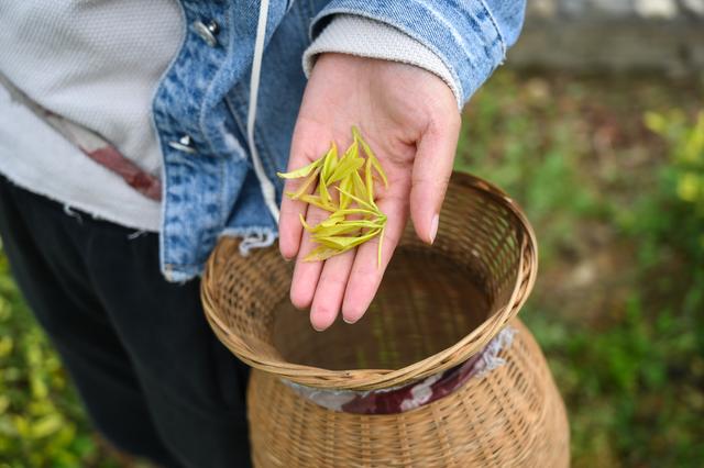 采摘恩施富硒茶（湖北恩施富硒茶多少钱一斤）-硒宝网