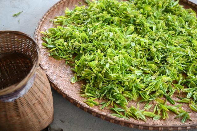 采摘恩施富硒茶（湖北恩施富硒茶多少钱一斤）-硒宝网