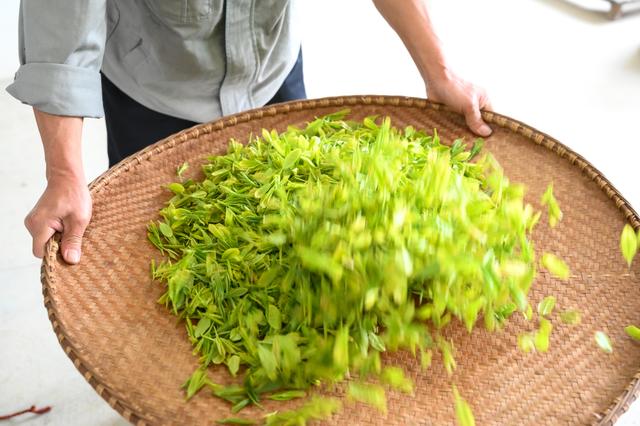 采摘恩施富硒茶（湖北恩施富硒茶多少钱一斤）-硒宝网