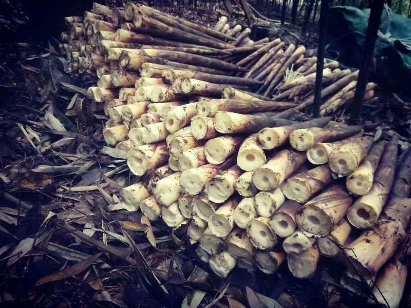 凤冈富硒茶冲泡(凤岗富硒茶价格)-硒宝网