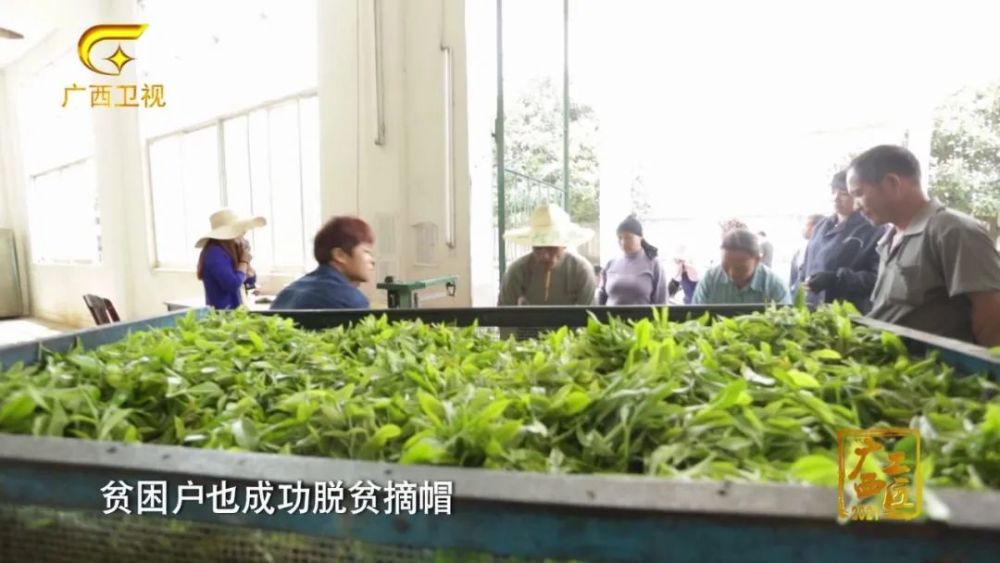 福建富硒桑叶茶(桑叶茶价钱)-硒宝网