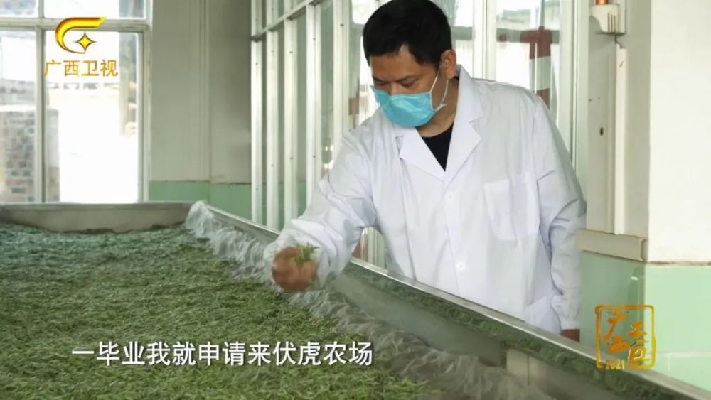 福建富硒桑叶茶(桑叶茶价钱)-硒宝网
