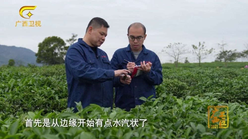 福建富硒桑叶茶(桑叶茶价钱)-硒宝网