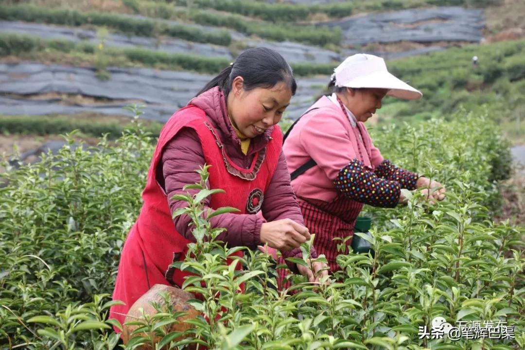 富硒茶形状扁平(扁平长片茶叶是什么茶)-硒宝网