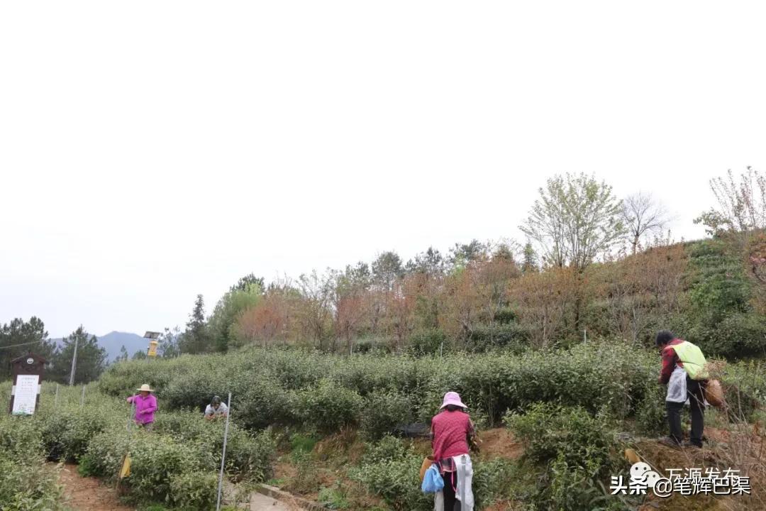 富硒茶形状扁平(扁平长片茶叶是什么茶)-硒宝网