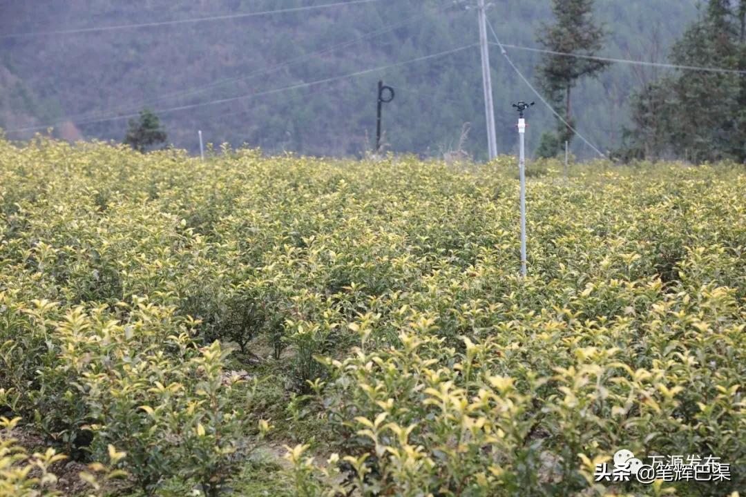 富硒茶形状扁平(扁平长片茶叶是什么茶)-硒宝网