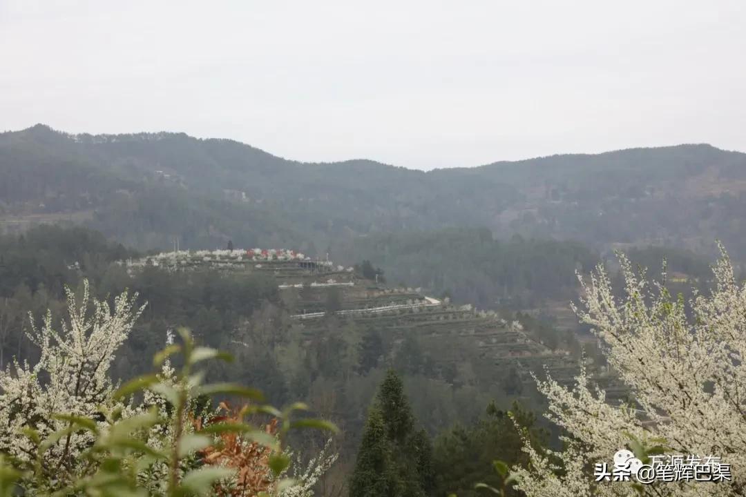 富硒茶形状扁平(扁平长片茶叶是什么茶)-硒宝网