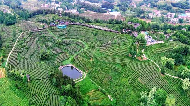 石台富硒茶香气(石台富硒茶叶价格)-硒宝网