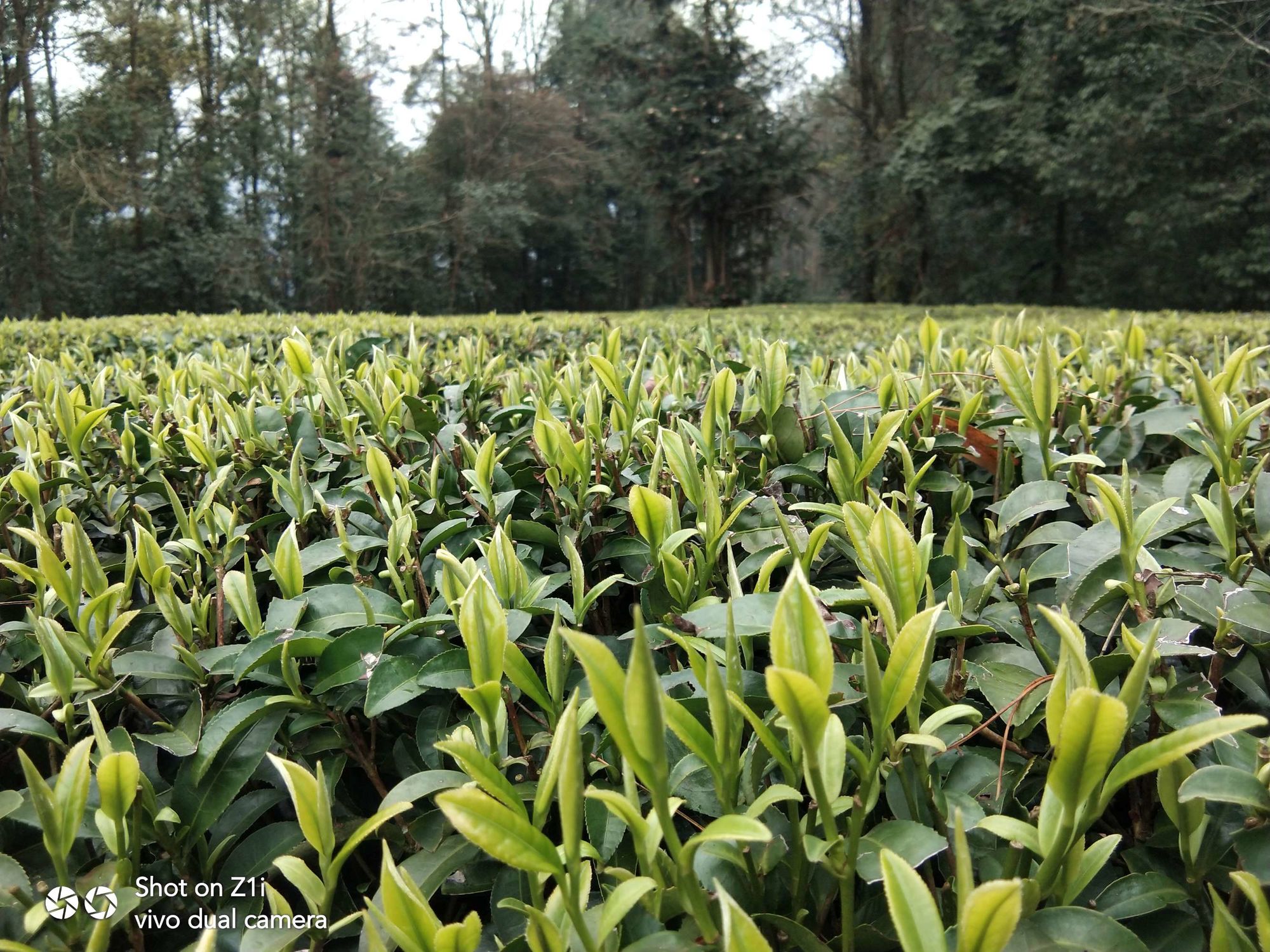 富硒茶产量多少(富硒茶产业)-硒宝网