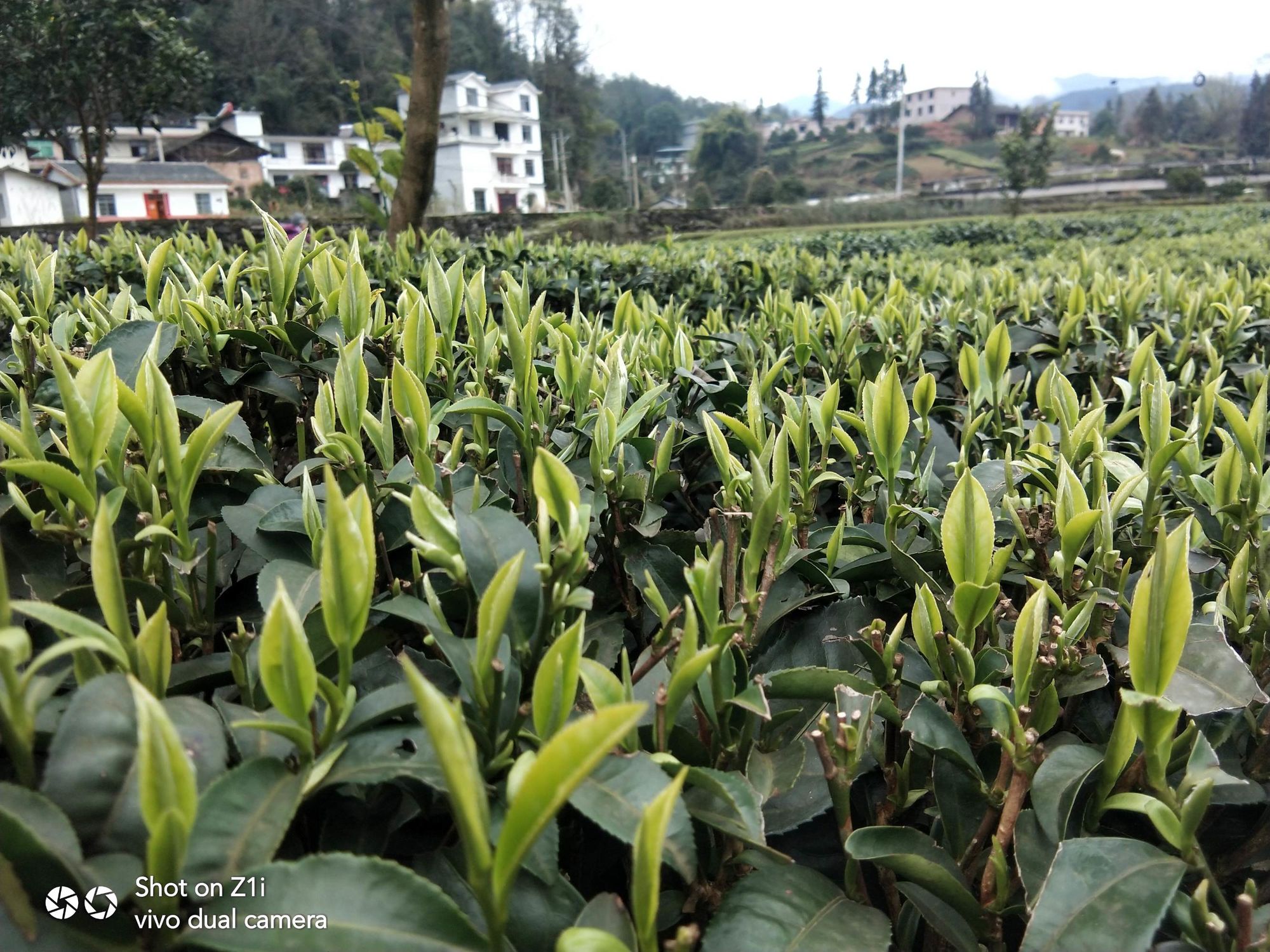 富硒茶产量多少(富硒茶产业)-硒宝网