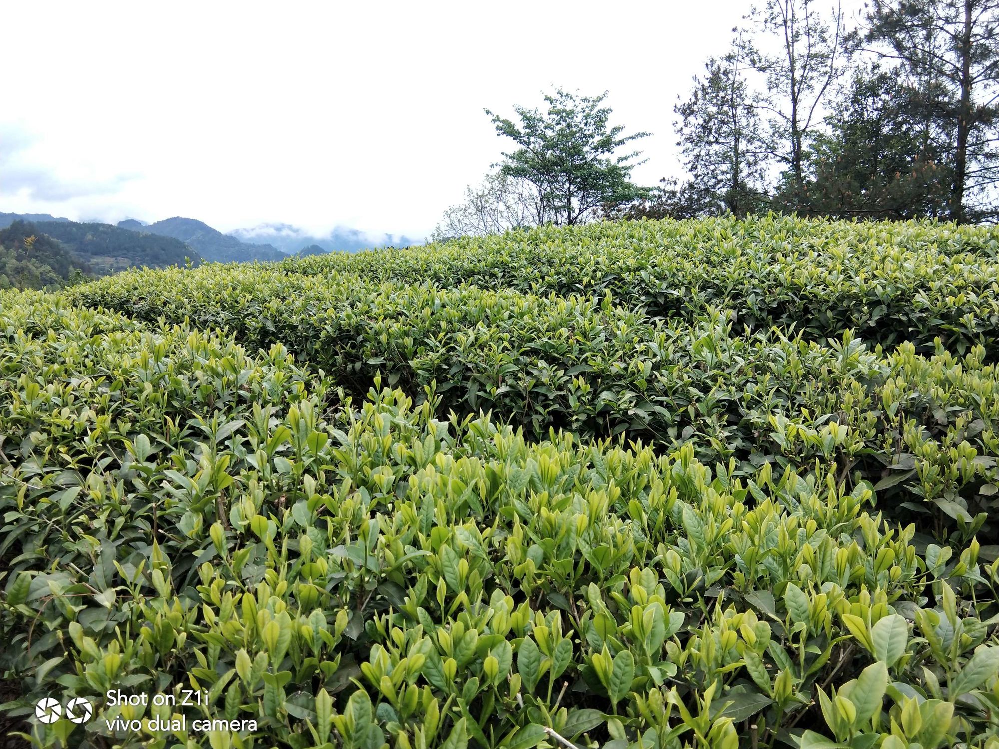 富硒茶产量多少(富硒茶产业)-硒宝网