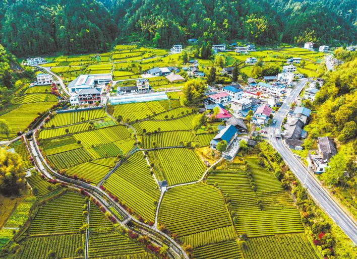 湖北富硒茶好喝(湖北富硒茶是绿茶吗)-硒宝网