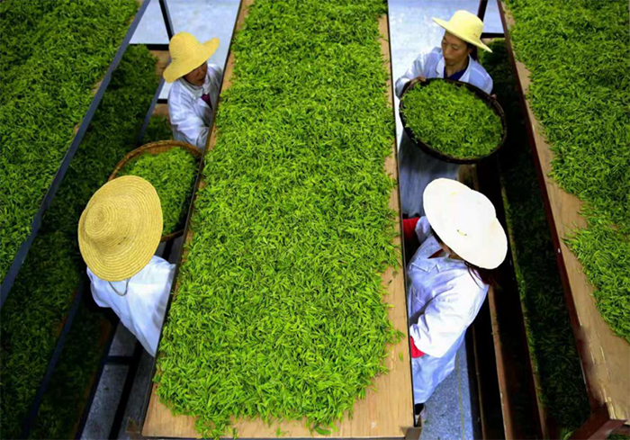 安康富硒茶批发（安康富硒茶产地）-硒宝网