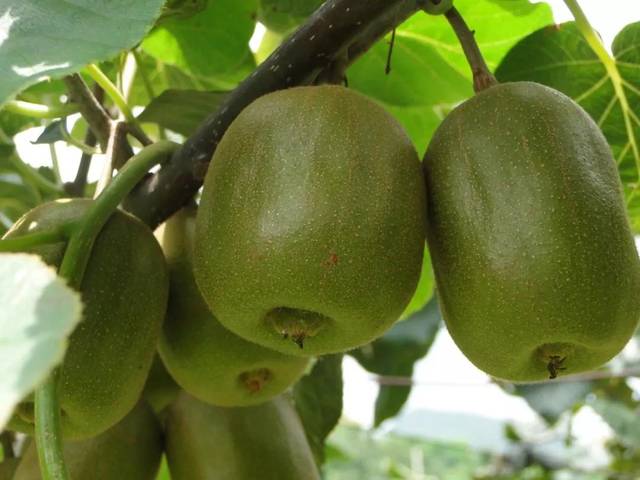 高山富硒野放茶（高山富硒茶属于什么茶）-硒宝网