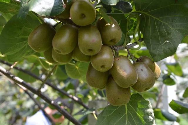 高山富硒野放茶（高山富硒茶属于什么茶）-硒宝网
