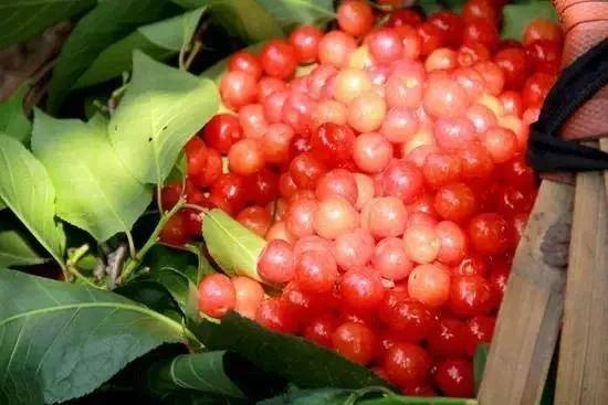 高山富硒野放茶（高山富硒茶属于什么茶）-硒宝网