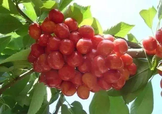 高山富硒野放茶（高山富硒茶属于什么茶）-硒宝网