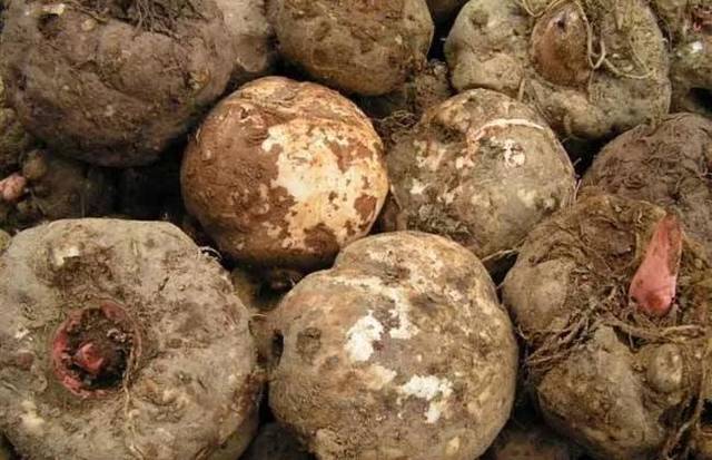 高山富硒野放茶（高山富硒茶属于什么茶）-硒宝网