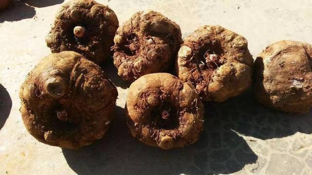 高山富硒野放茶（高山富硒茶属于什么茶）-硒宝网