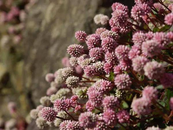 高山富硒野放茶（高山富硒茶属于什么茶）-硒宝网