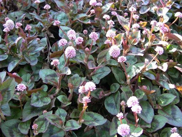 高山富硒野放茶（高山富硒茶属于什么茶）-硒宝网