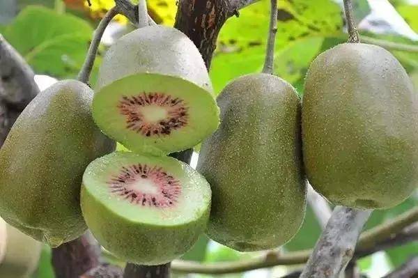 高山富硒野放茶（高山富硒茶属于什么茶）-硒宝网