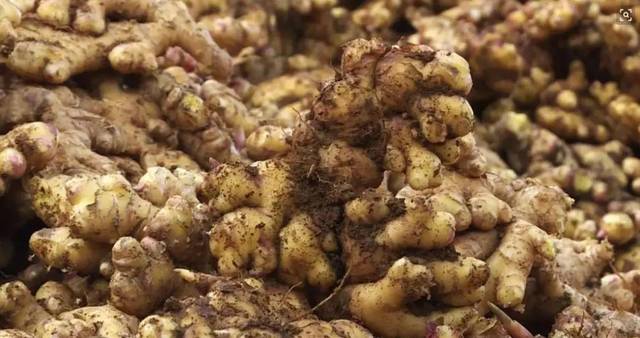 高山富硒野放茶（高山富硒茶属于什么茶）-硒宝网