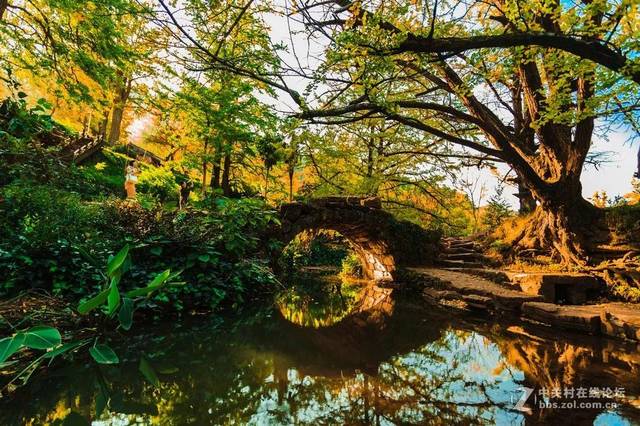 高山富硒野放茶（高山富硒茶属于什么茶）-硒宝网