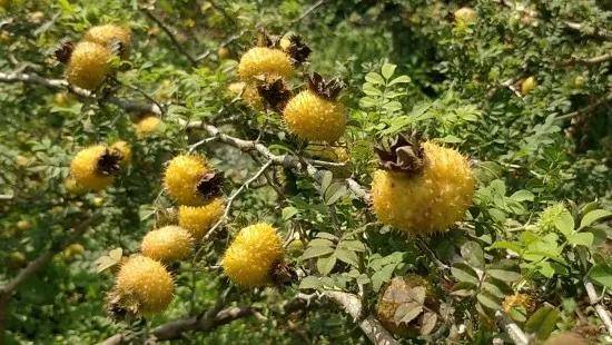 高山富硒野放茶（高山富硒茶属于什么茶）-硒宝网