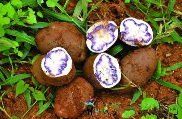 高山富硒野放茶（高山富硒茶属于什么茶）-硒宝网