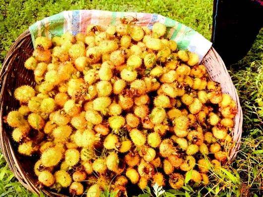 高山富硒野放茶（高山富硒茶属于什么茶）-硒宝网