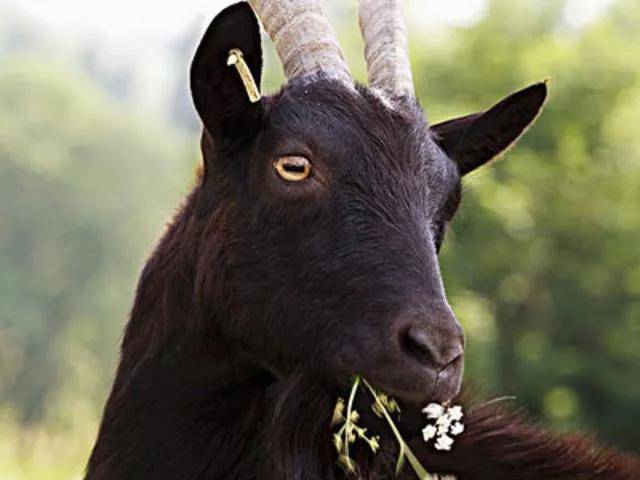 高山富硒野放茶（高山富硒茶属于什么茶）-硒宝网