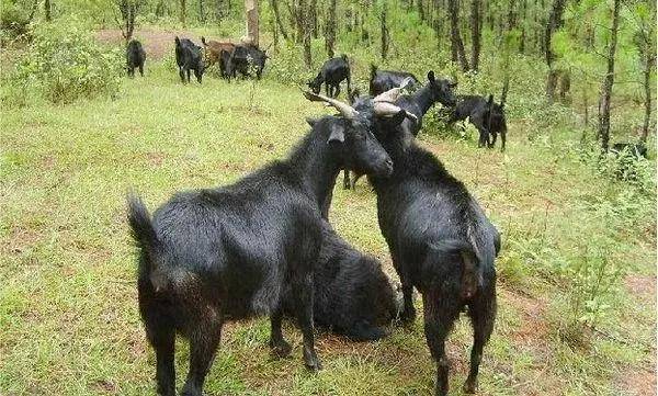 高山富硒野放茶（高山富硒茶属于什么茶）-硒宝网