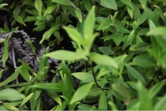 高山富硒野放茶（高山富硒茶属于什么茶）-硒宝网