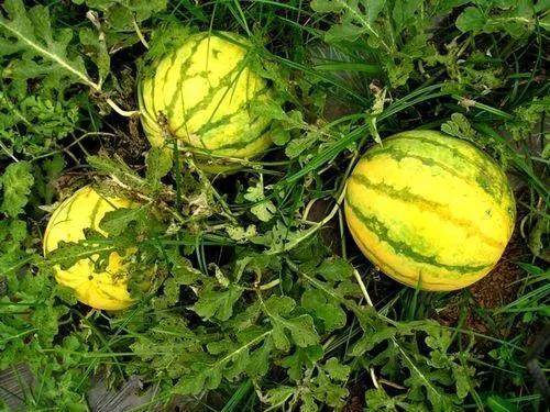 高山富硒野放茶（高山富硒茶属于什么茶）-硒宝网