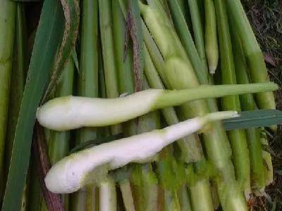 高山富硒野放茶（高山富硒茶属于什么茶）-硒宝网