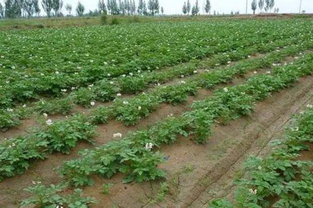 高山富硒野放茶（高山富硒茶属于什么茶）-硒宝网