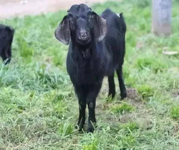 高山富硒野放茶（高山富硒茶属于什么茶）-硒宝网