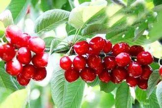 高山富硒野放茶（高山富硒茶属于什么茶）-硒宝网