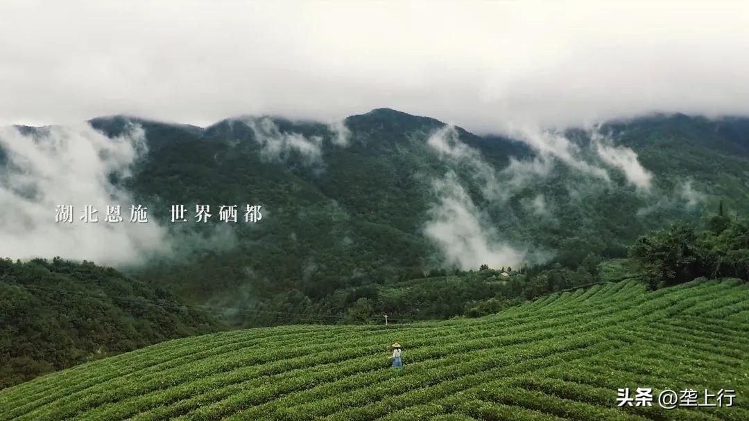 湖北富硒茶好喝(湖北富硒茶多少钱一斤)-硒宝网